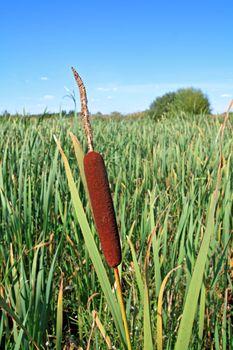 red bulrush amongst green sheets