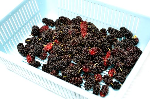  fresh mulberries in blue  basket on white background