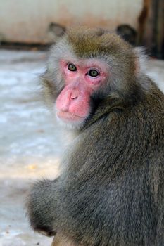 japan macaque in cage