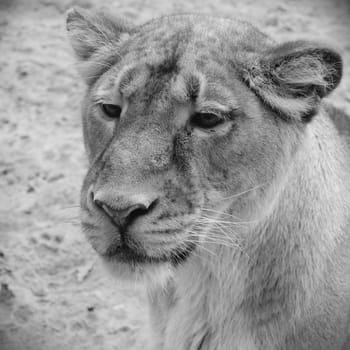 lioness portrait