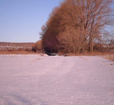 Winter landscape, snow-covered trees of the
field