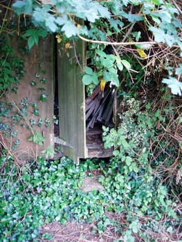 Shed in garden