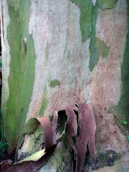 Plants and trees in garden