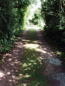 Plants and trees in garden