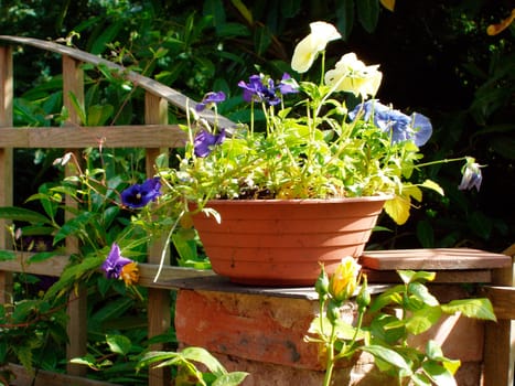 Flower pot in garden       