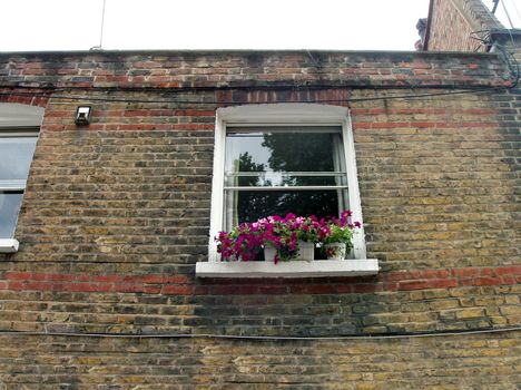  Windows with flowers  