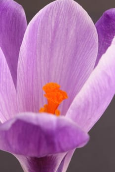 Crocus