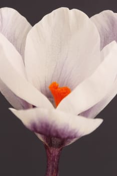 Crocus