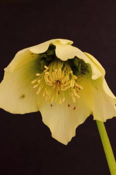 Hellebore