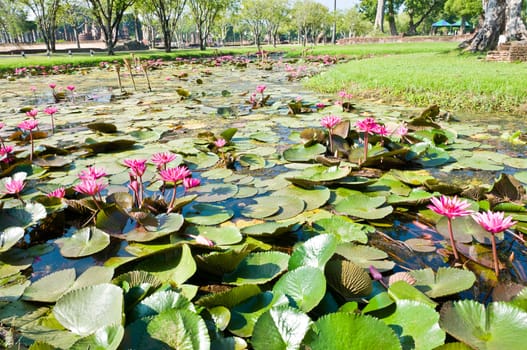 Pond full of water Lotus