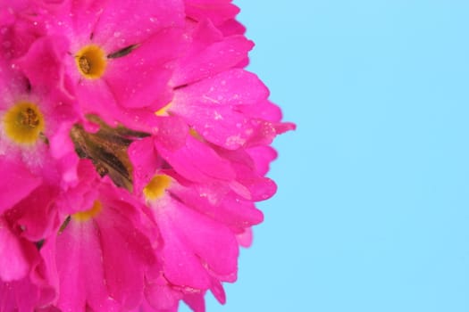 Primula denticulata 