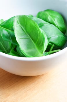 Close up (macro) of a white china bowl containing whole fresh basil leaves, just picked from the plant.  Wooden table surface below provides copy space.  Vertical Orientation.