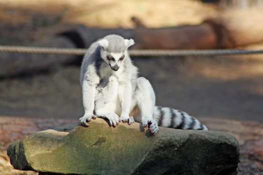 ring tailed lemur