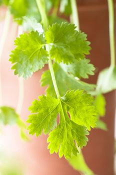 Close up of Coriander leaves, trailing over the side of a terracotta herb pot.