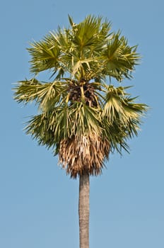 Sugar Palm with blue sky