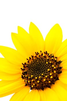 Macro of Sunflower on white background