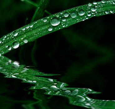 Grass covered with drops of water, beautiful