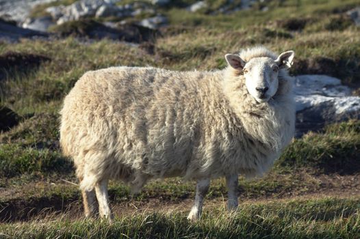 A sheep in a windy day in Ireland.