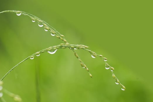 Grass covered with drops of water, beautiful