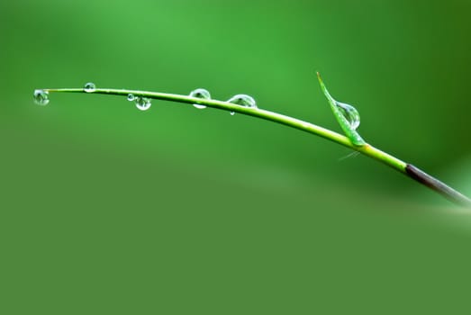 The bamboo covered with drops of water, very beautiful