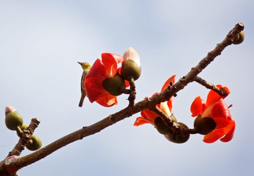 Kapok flower is the  bird's favorite food ,His scientific name is  Bomhax seiba