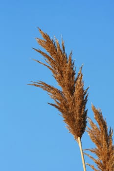 Marsh Grass early spring with blue sky background