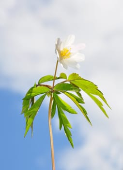 Wood anemone