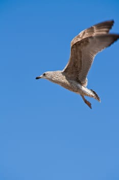 Flying seagul on blue sky