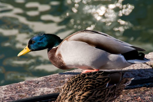 Beatiful wild duck on day