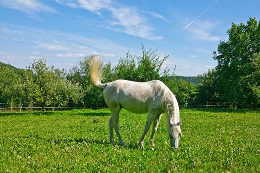 This image shows a white arabian horse