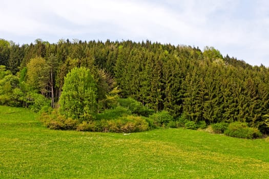 This image shows a forest in spring with meadow