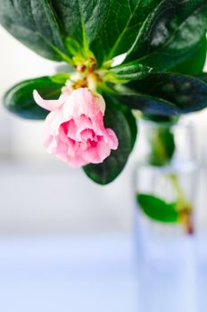 Azalia flower in vase