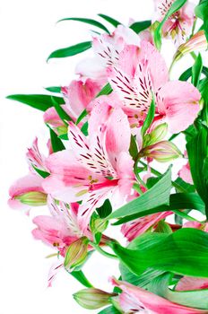 Pink flowers of phalaenopsis