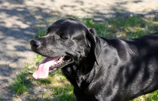 Happy labrador retriever