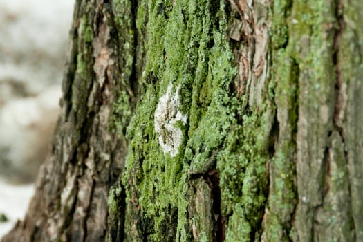 Green moss on a bark