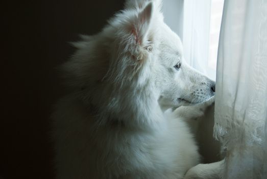 An American Eskimo puppy stands at the windo watching