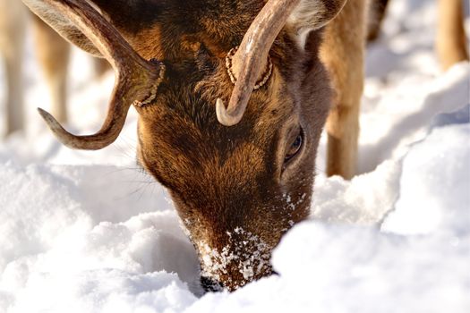 fallow deer searching for food under the big snow
