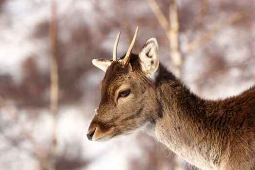 small antlers growing on a young fallow deer stag