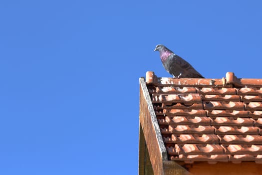 male pigeon standing in top of the roof, looking for its mate