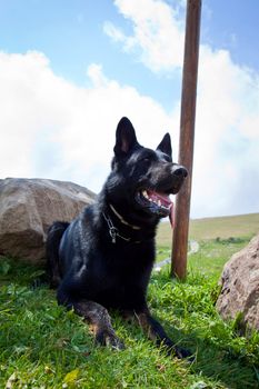 Black German Shepherd - Italian Alps