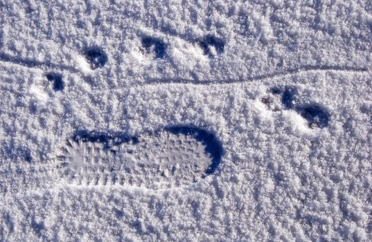 Man came here with his four-legged friend. Traces on snow.