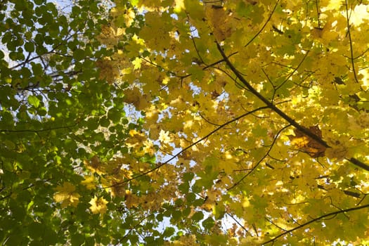 Autumn leaves on trees in yellow and green tones in a sunny day