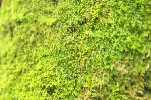 Moss on a trunk of a tree in Ireland. Shallow depth of field.
