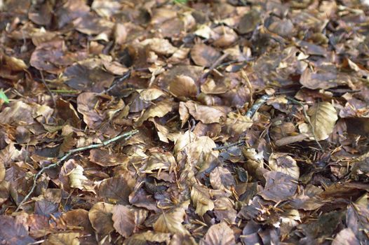 Brown leaves on the ground in autumn.