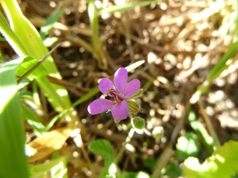 macro of a small purple flower