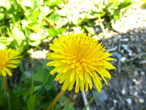 macro of a bright yellow dandelion flower 