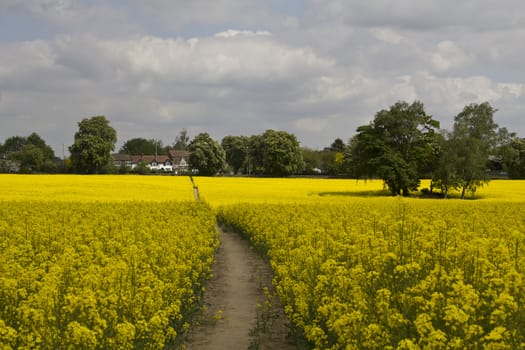 A lovely path through a vibrant field of Rapeseed