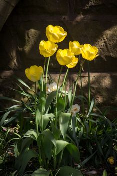 Lovely bright yellow tulips