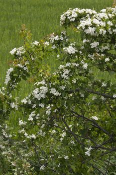 Spring and the hawthorn blossom runs riot