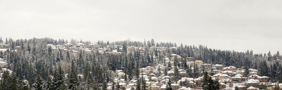 Houses Nestled Amongst Tall Fir Trees on the Mountain in Winter Panorama